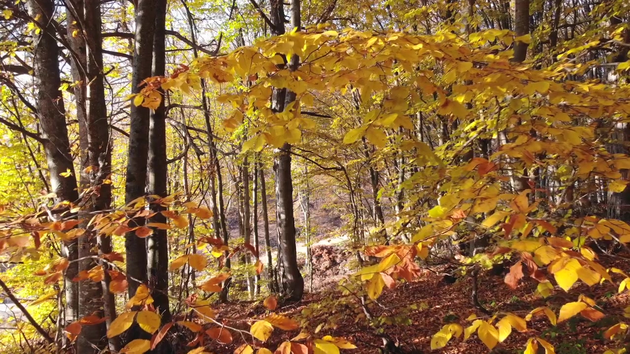 Sunlight Filtering Through Golden Autumn Leaves in a Forest