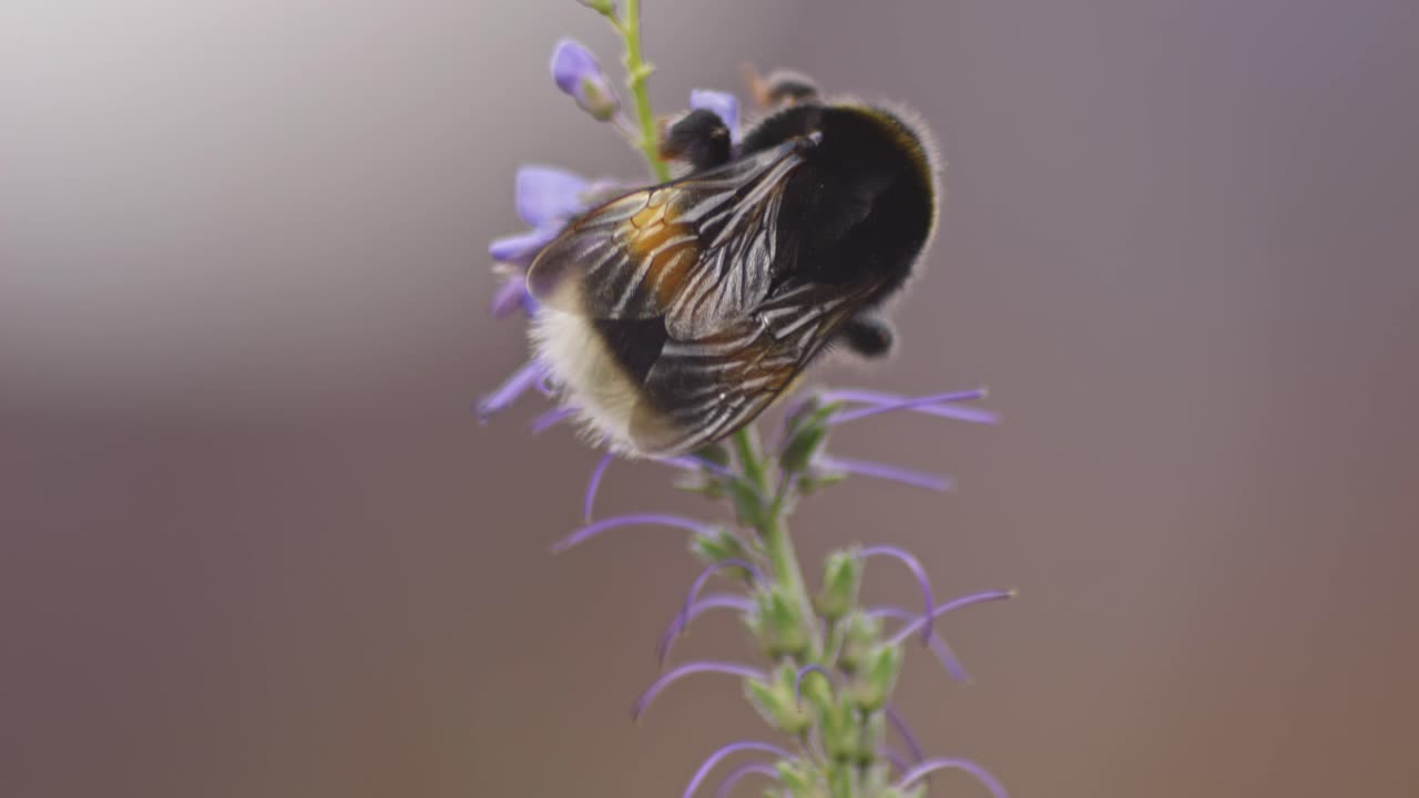 cerca de un abejorro subiendo a la punta de la planta de lavanda