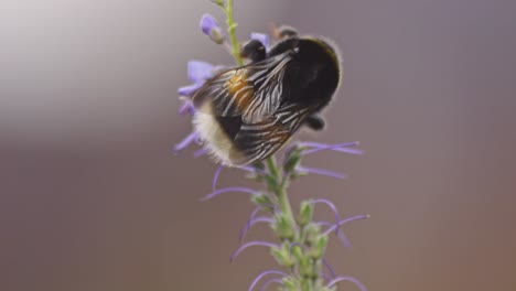 Close-Up-Of-A-Bumblebee-Climbing-The-Tip-of-Lavender-Plant
