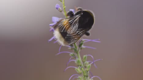 close up of a bumblebee climbing the tip of lavender plant