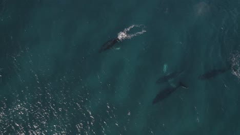 aerial of group of migrating humpback whales in dunsborough, western australia pt 7