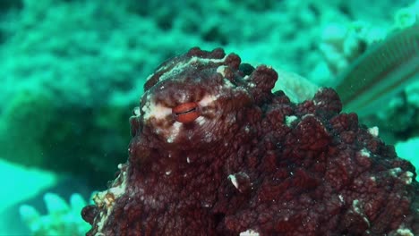 close up shot of octopus eye