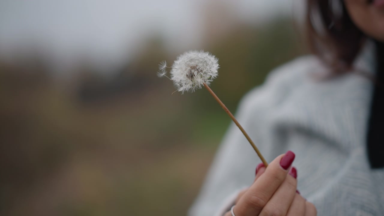 Close-up of woman's hand holding dandelion seed head by slender stem as several seeds drift away in soft outdoor light, with painted nails, rings, and muted natural background, with woman, hand