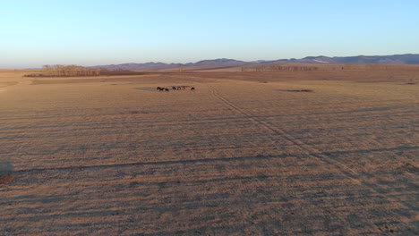 Aerial-View-of-Majestic-Horse-in-Steppe