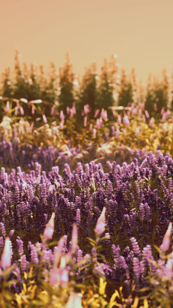 hermoso campo de lavanda al atardecer