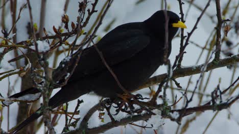 A-jackdaw-is-holding-tight-onto-a-tree-branch