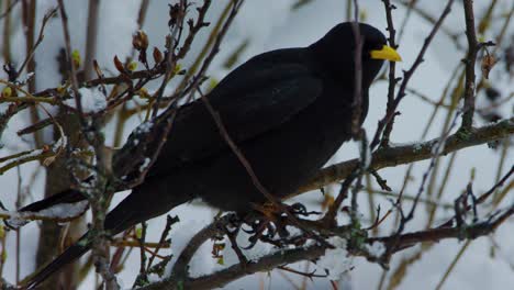 un jackdaw se aferra firmemente a una rama de un árbol