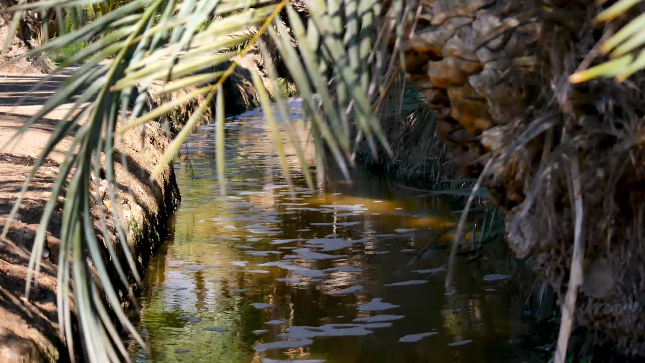 un arroyo tranquilo que fluye en un clima tropical con palmeras creciendo a lo largo de la orilla del arroyo