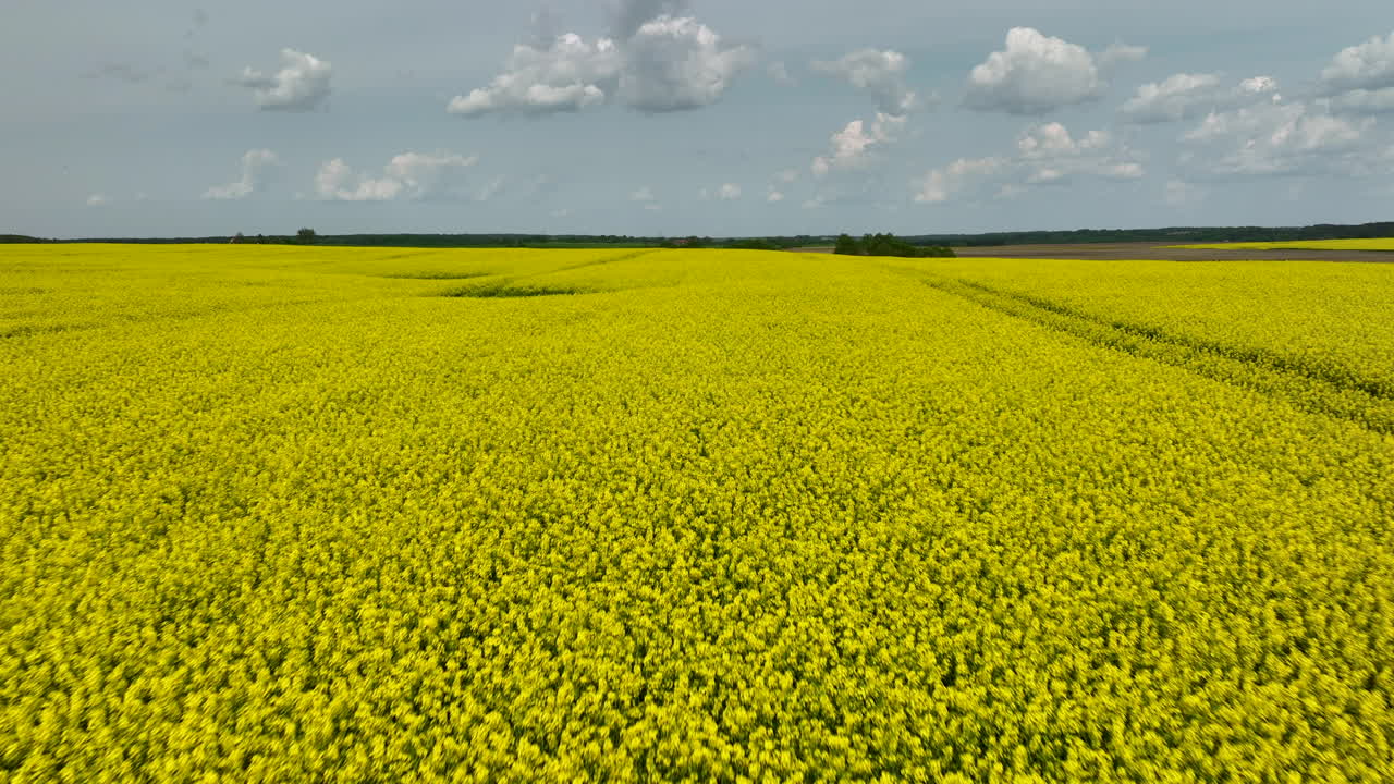 una vista aérea de cerca de un campo de colza amarillo en plena floración que se extiende hacia el horizonte bajo un cielo parcialmente nublado