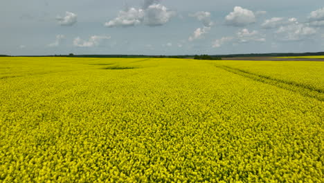 Eine-Nahaufnahme-Eines-Gelben-Rapsfeldes-In-Voller-Blüte,-Das-Sich-Unter-Einem-Teilweise-Bewölkten-Himmel-Bis-Zum-Horizont-Erstreckt