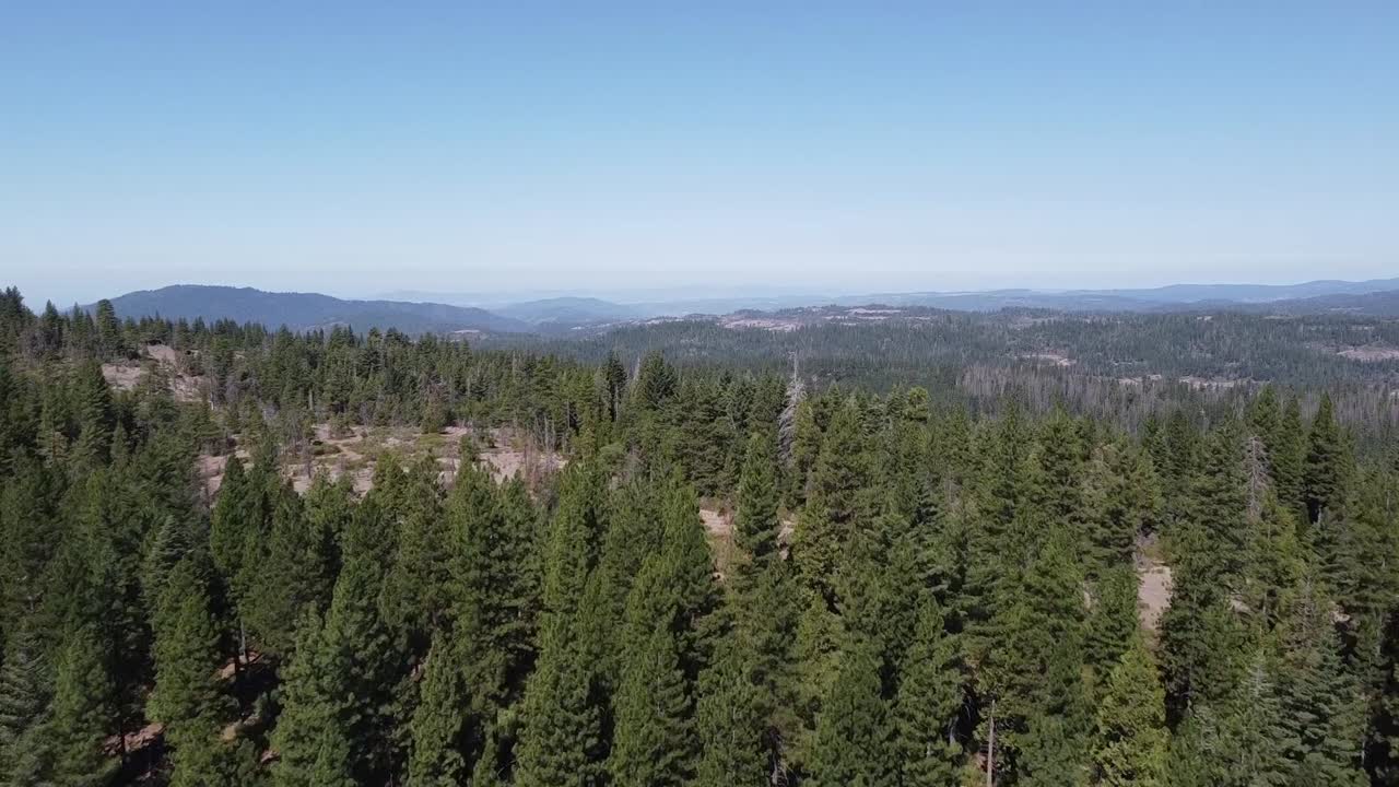 Aerial drone view shows vast pine forest stretching across hilly terrain under clear sky in Canada, capturing scenic wilderness, natural beauty, and peaceful remote environment.