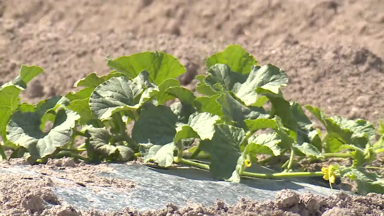 Melon seedlings growing in a field