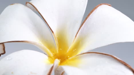 gotas de agua caen en el pétalo superior, luego se deslizan en el centro de la flor amarilla