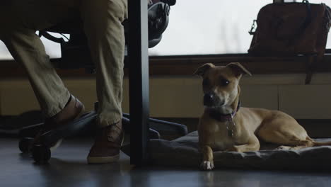 um homem afro-americano leva seu cachorro para trabalhar em seu emprego de alta tecnologia