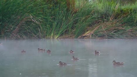 Enten-Im-Sepulveda-Wildlife-Reserve-In-Encino,-Kalifornien