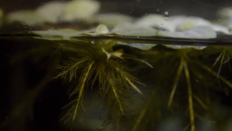 dwarf water lettuce in aquarium floating water plants roots