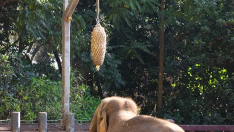 elephant uses trunk to eat hanging food