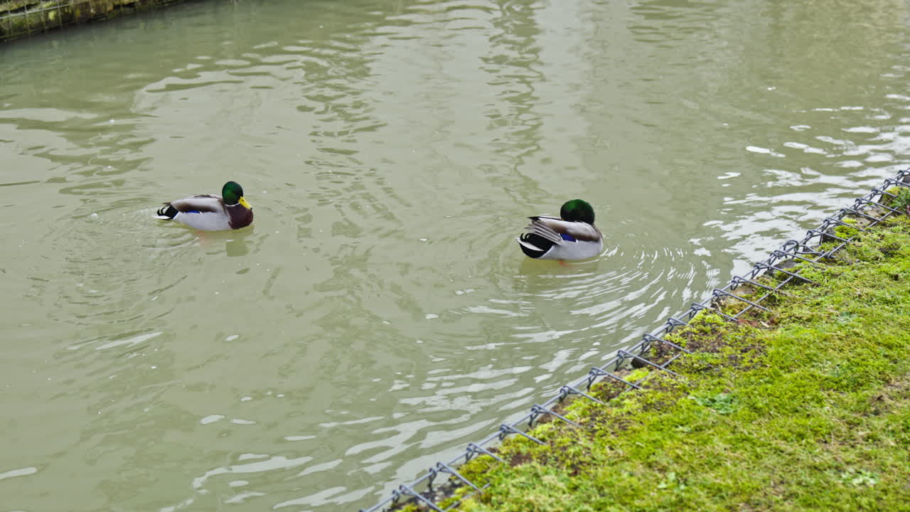 Anatre selvatiche di fiume camminano sulla riva del fiume sull'erba. Anatre camminano sull'erba vicino al lago