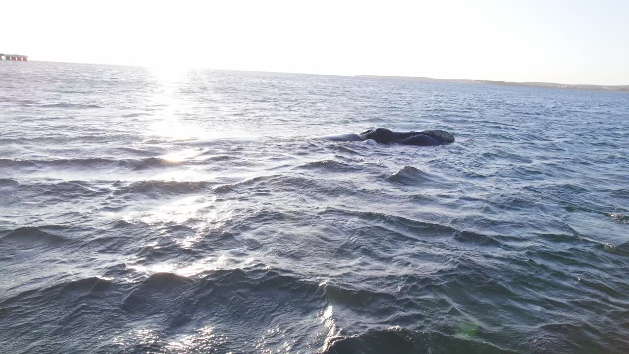 수평선 에 태양 이 빛나고 렌즈 플레어 로 보이는 멀리 있는 항구 와 함께 어머니 와 새끼 남쪽 오른쪽 고래 의 눈 수준  ⁇