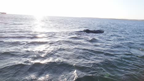 eye level shot of a mother and calf southern right whales with the sun shining at the horizon and a distant dock seen with lens flare