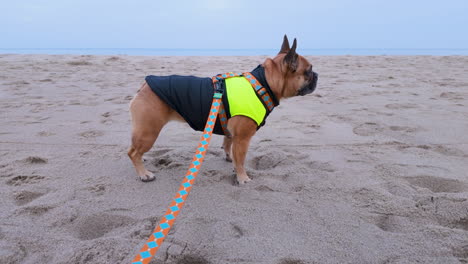 a small dog wearing a jacket and harness standing on a sandy beach near the ocean, looking out at the water under a cloudy sky.