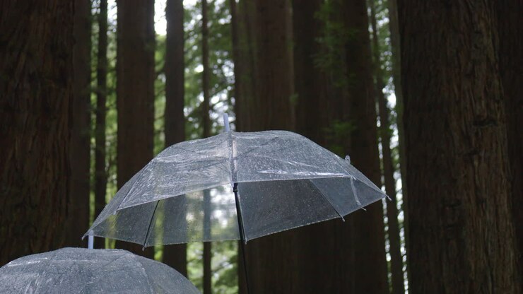 Clear Umbrella Held Up Amongst Tall Redwood Forest Trees During Steady Rain