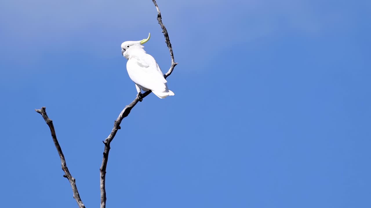 A white cockatoo perches on a bare branch against a clear blue sky.