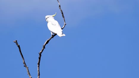 a white cockatoo perches on a bare branch against a clear blue sky.