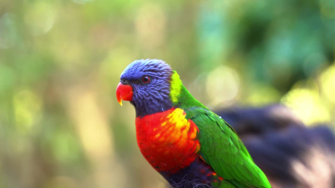 Wild and beautiful rainbow lorikeet, trichoglossus moluccanus spotted perching and chattering on top of a person's head and flapping its vibrant wings, close up shot