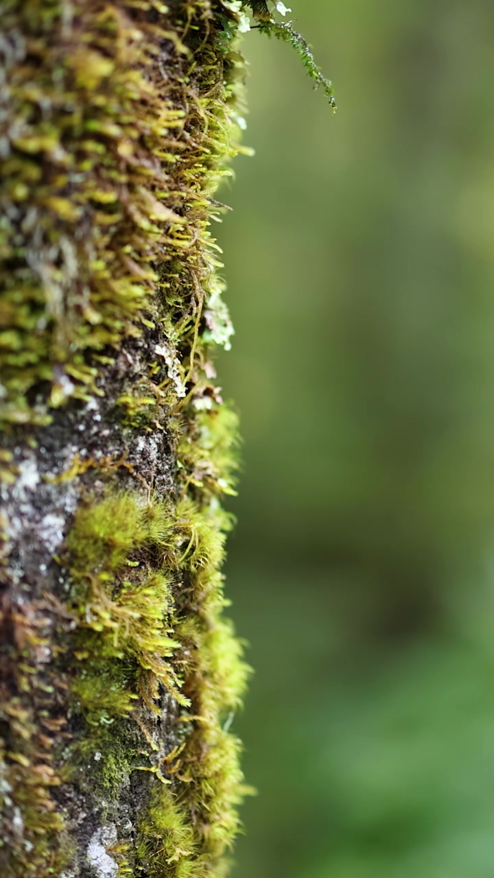Un movimento di macchina in primo piano rivela muschio verde vibrante su un tronco d'albero in una fitta foresta pluviale illuminata delicatamente, con una profondità di campo ridotta e un'atmosfera naturale.