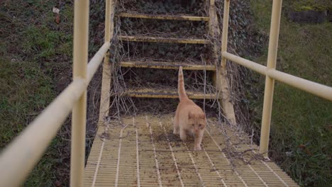 Beautiful-Orange-Tabby-Cat-Walks-Down-Overgrown-Stairs-Outdoors