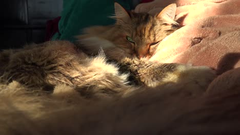 A-beautiful-maine-coon-cat-looks-up-from-sleep-3