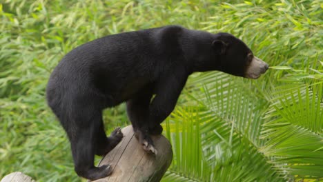 sun bear walking down log slow motio