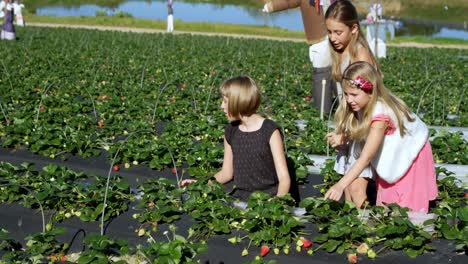 girls picking strawberries in the farm 4k