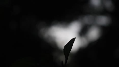 Backlit-Dragonfly-standing-still-and-then-flying-around