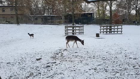 2-reindeers-tracking-one-in-the-snow-in-Berlin-in-wintertime-in-the-Hasenheide-park-covered-with-snow-HD-30-FPS-7-secs