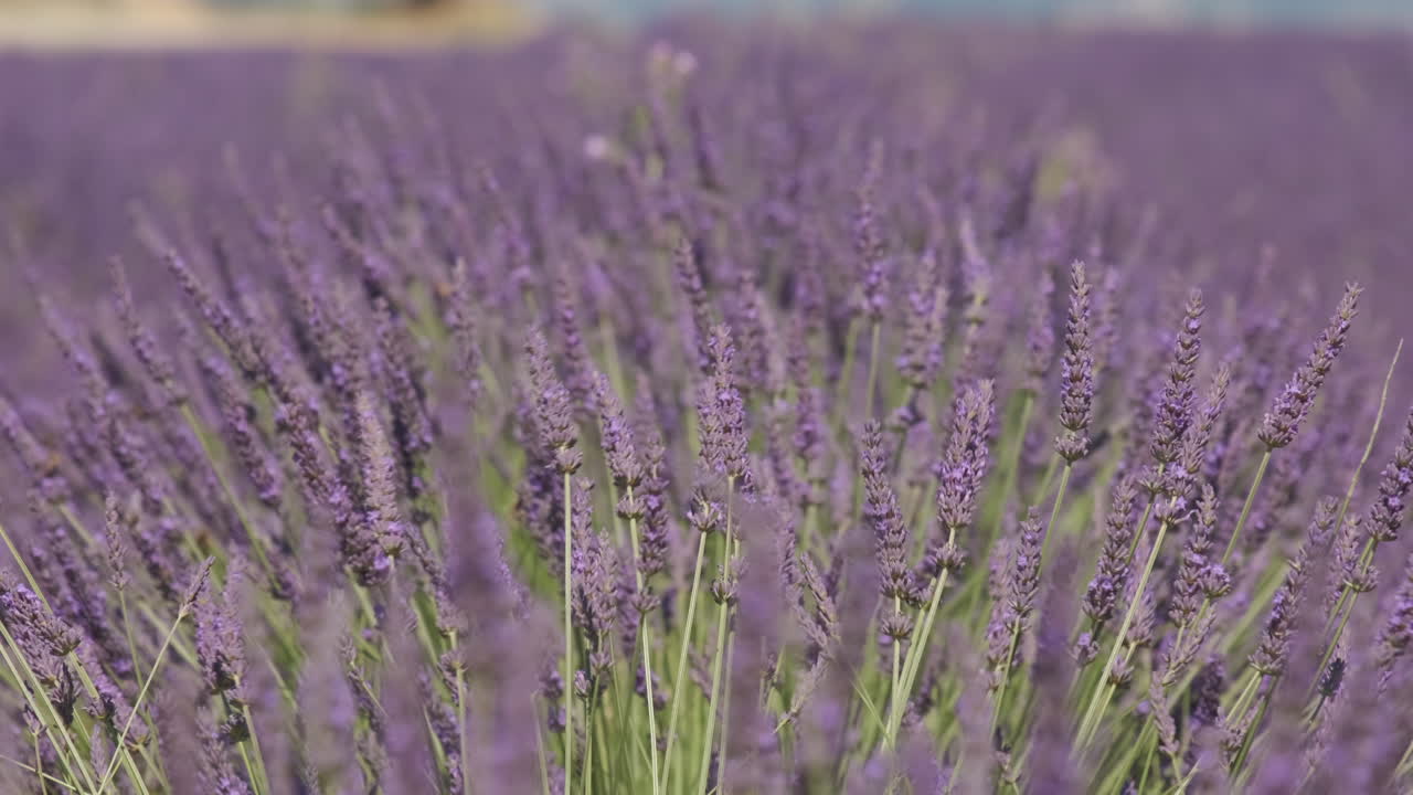 여름에 꽃이 피는 라벤더 보라색 꽃