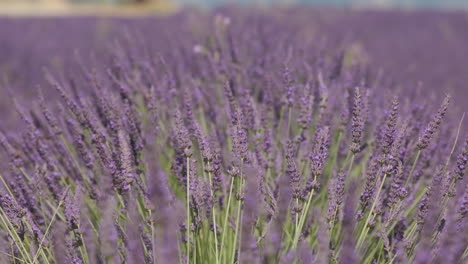 closeup lavender purple flower blooming in summer