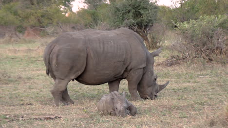 Nashornmutter-Und-Kalb-In-Der-Savanne-Afrikas