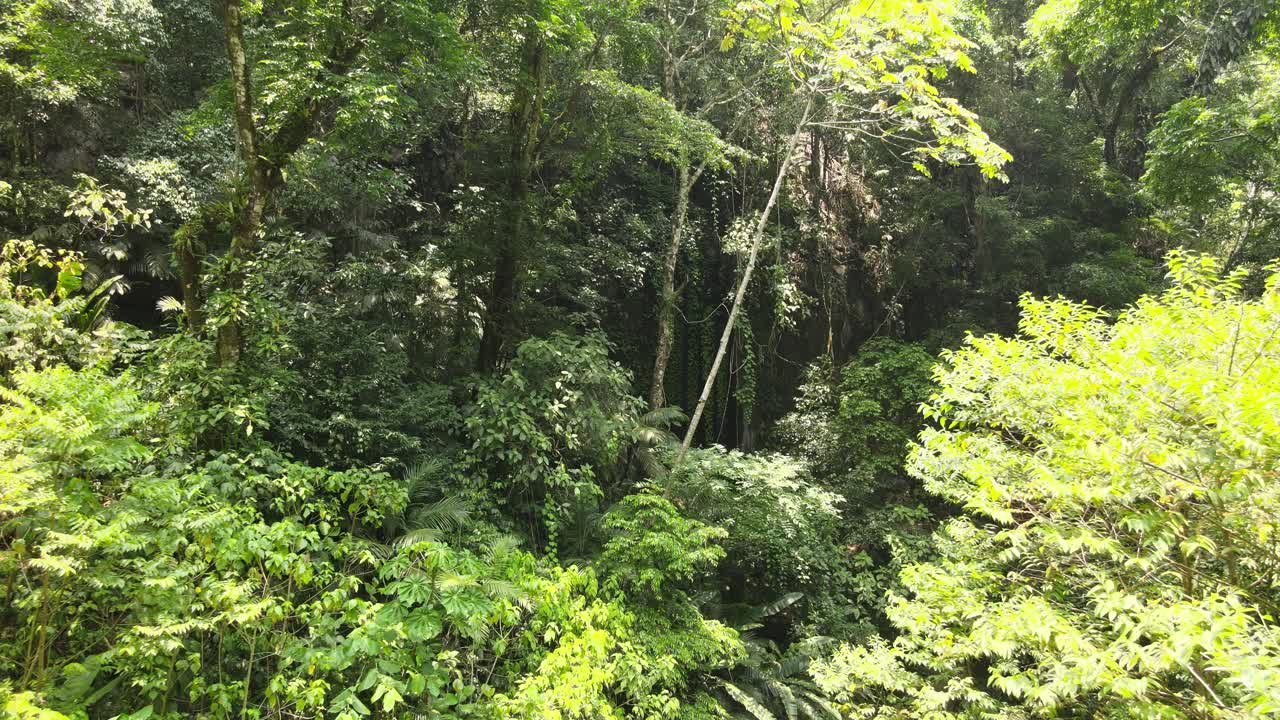 Flying over the trees back into the jungle in ecoturism Benito Juarez Reserve