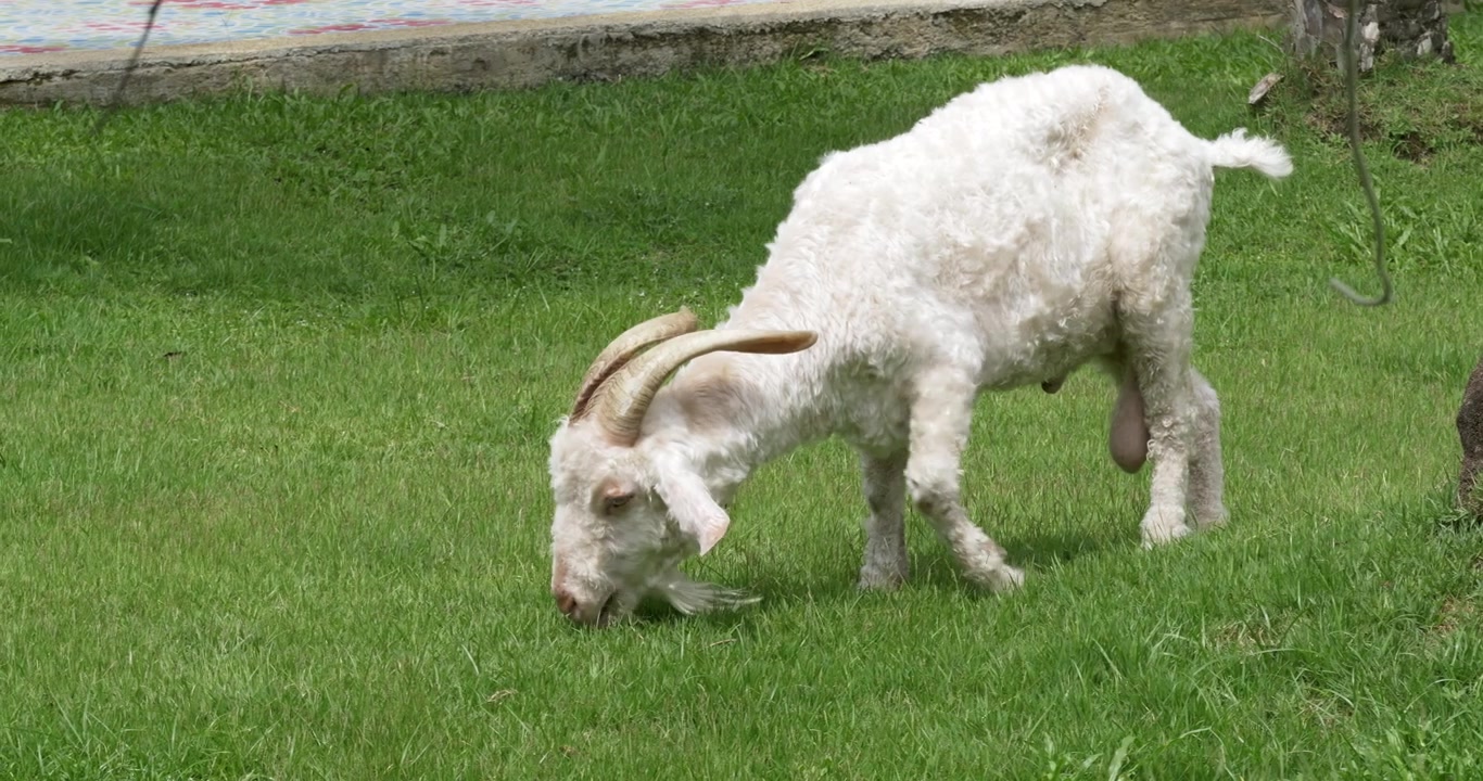 Una capra bianca con corna ricurve pascola pacificamente su erba verde brillante. Ideale per contenuti a tema agricolo o animale