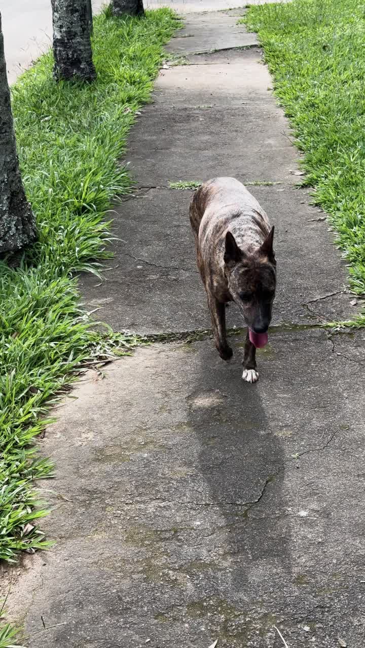 4K vertical video of a peculiar-looking dog walking on a cement sidewalk at UFV in Viçosa. The scene is framed by grass and palm trees, creating a unique and natural outdoor atmosphere.