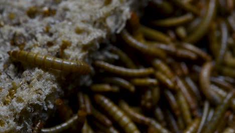 the mealworm is a species of darkling beetle used to feed pets like fish, snakes, birds, and frogs