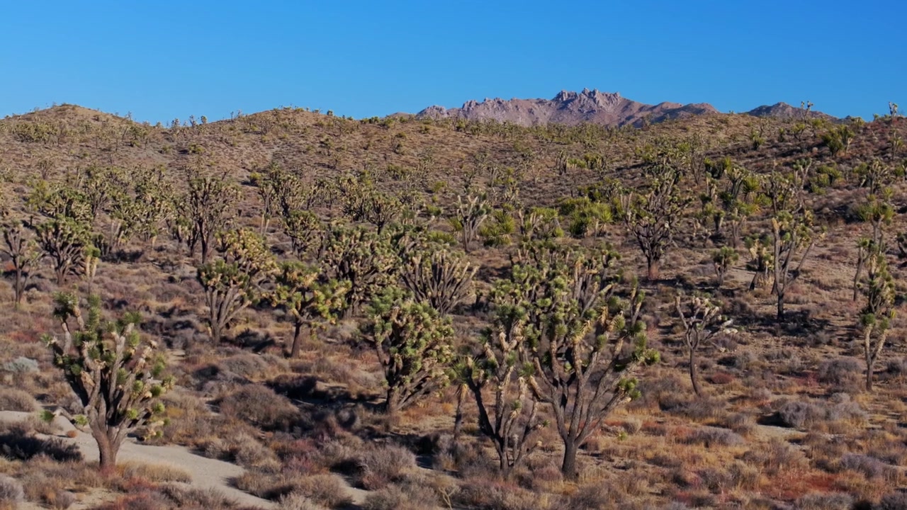 Yuccatræer Joshua Tree National Park Californien luftdrone San Fernando County Mojave Colorado ørkenlandskab bjergtop Kelso Pinto Basin Dunes blå himmel solrig eftermiddag cirkulær bevægelse mod venstre.