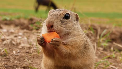 ardilla de tierra comiendo zanahoria en un prado con un burro en el fondo