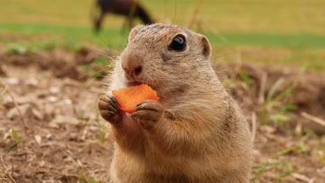 ground squirrel eating carrot on a meadow with a donkey in the background