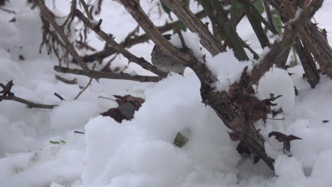 a white-throated sparrow  moves through the snowy underbrush