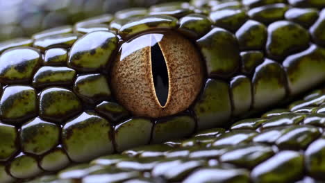 Close-up of a Snake's Eye