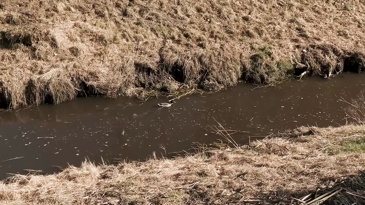 The duck  swimming on the river