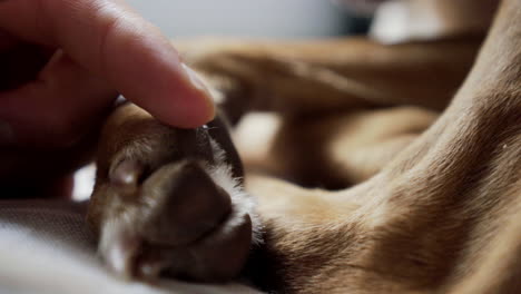 tickling doggy paws softly while in deep sleep